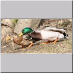 Anas platyrhynchos - Paarung 01.jpg